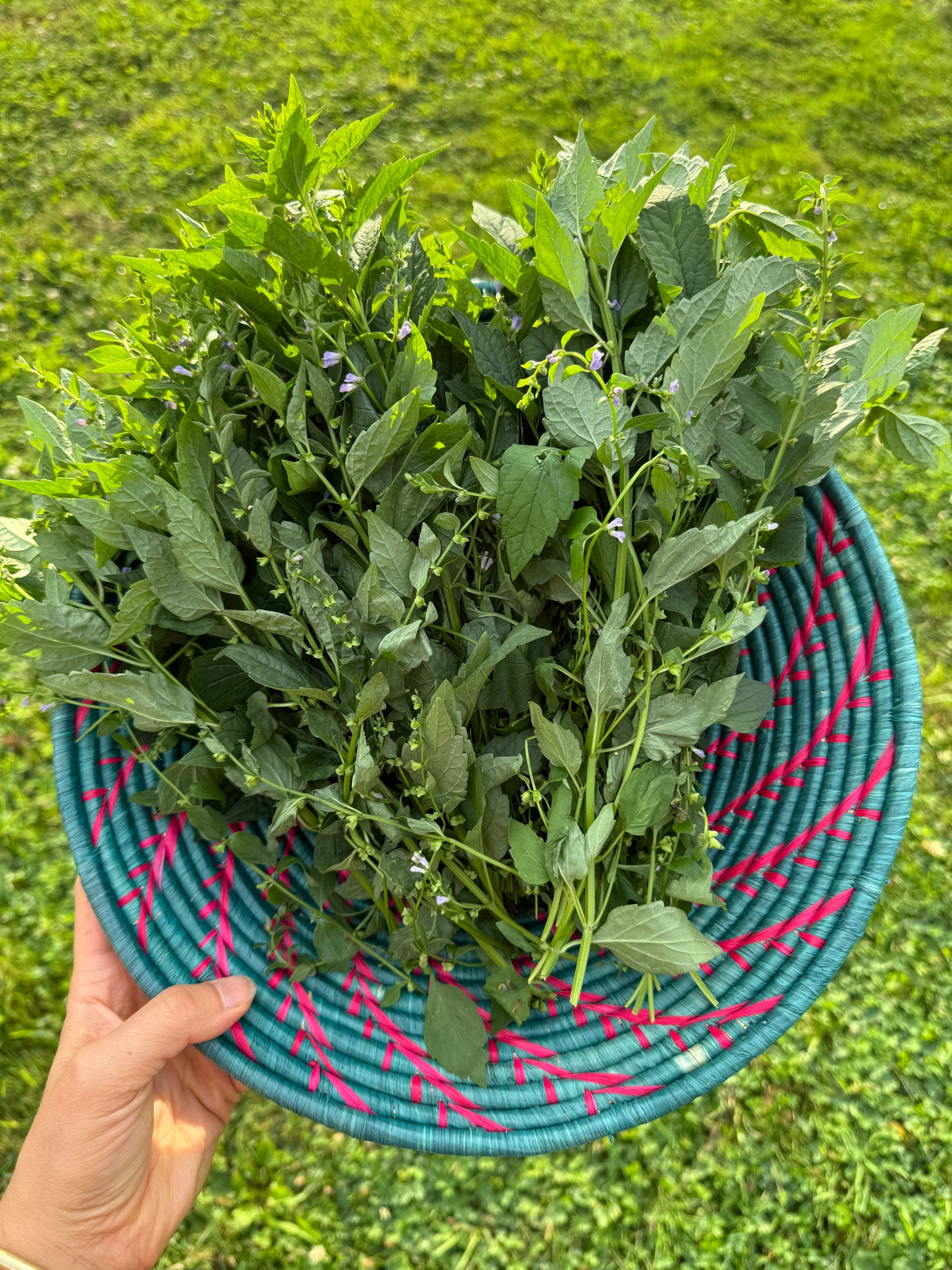 Mellow Mind Tincture - 1oz