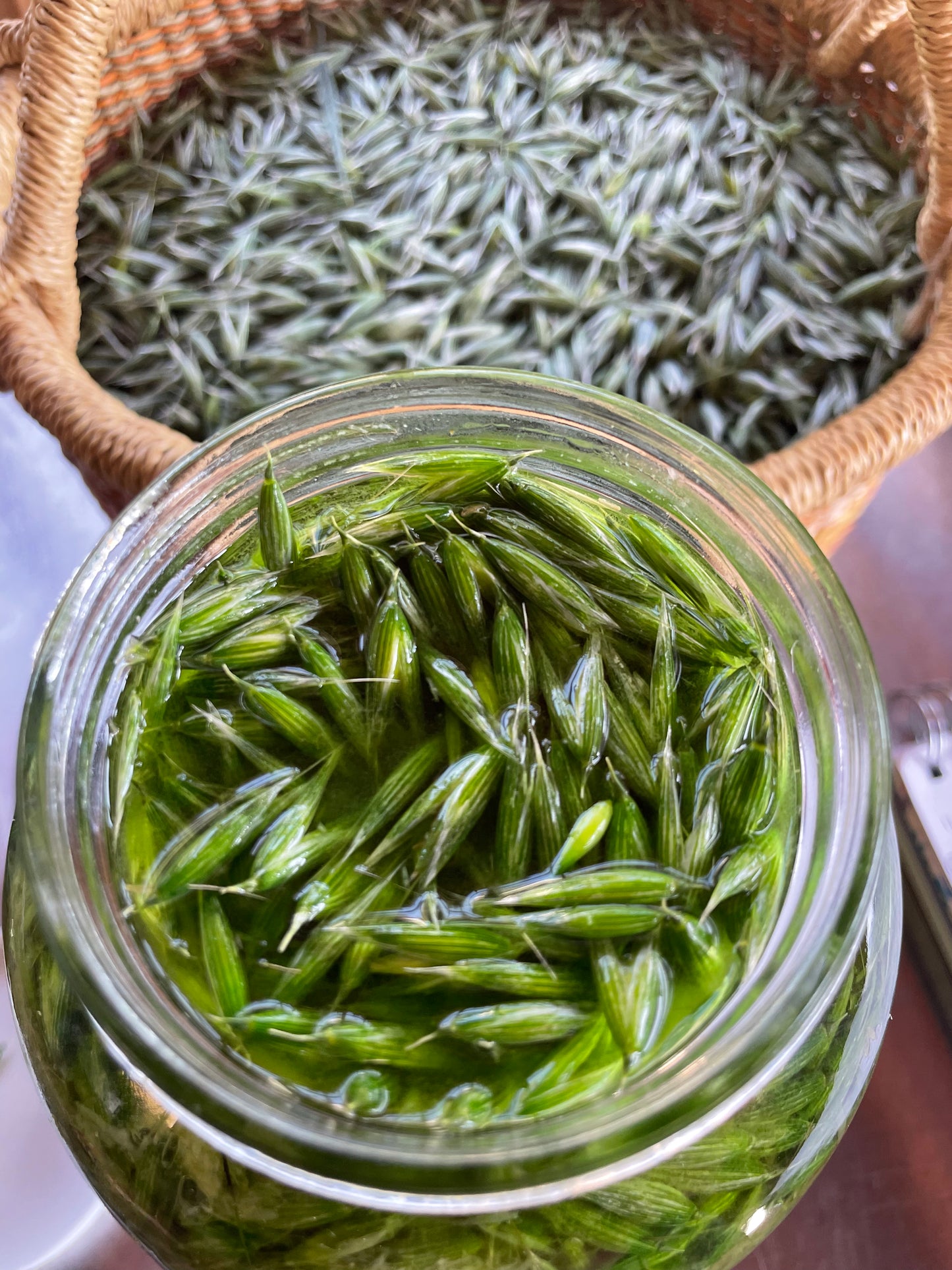 Milky Oats Tincture - 1oz